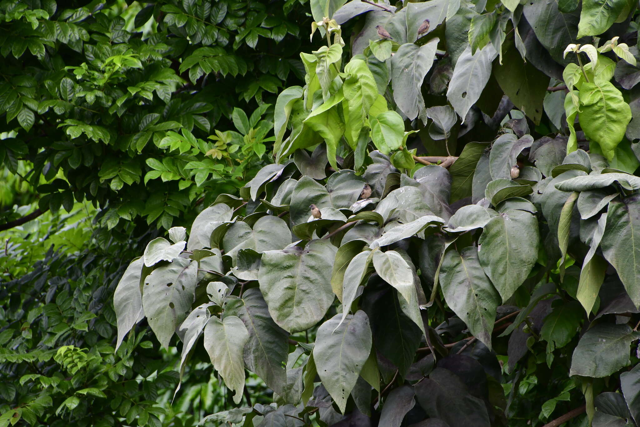 Cordia sulcata DC. resmi