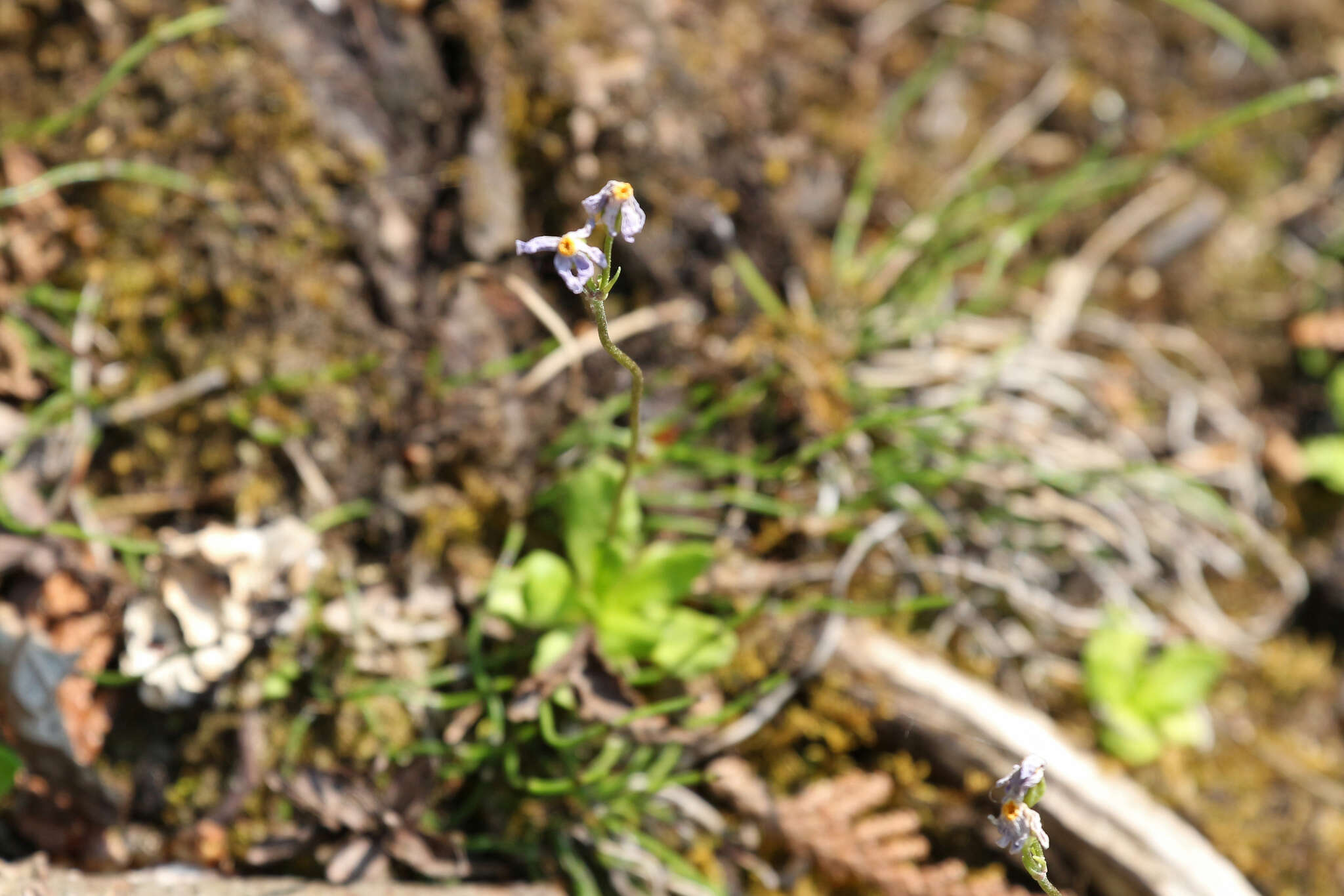 Imagem de Primula mistassinica Michx.