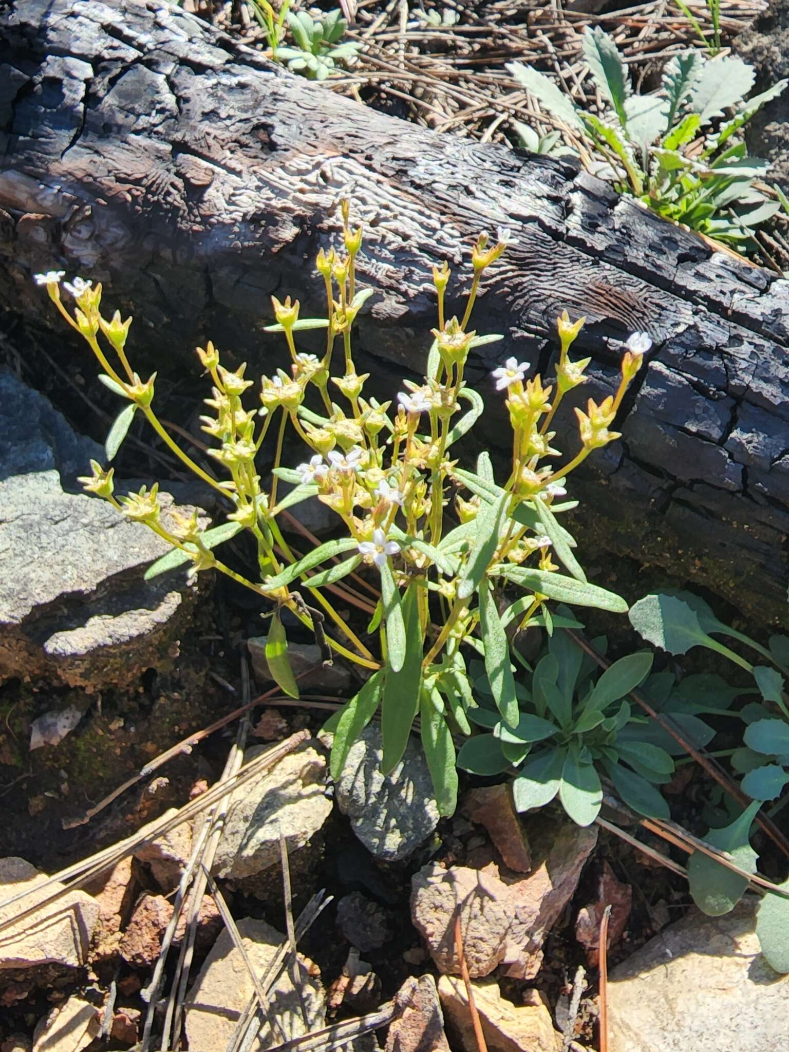 Image of Greene's starviolet