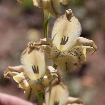 Image of Gladiolus recurvus L.