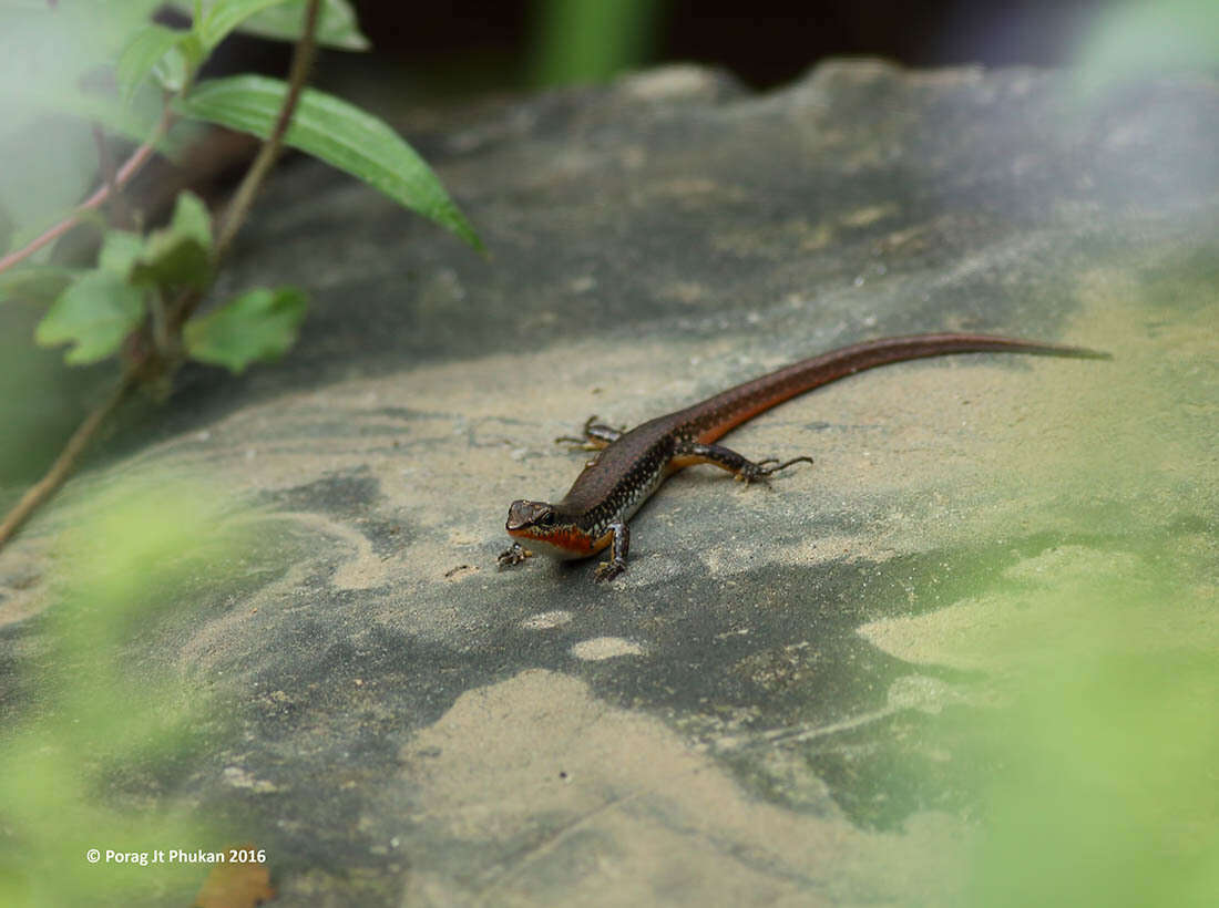 Sphenomorphus maculatus (Blyth 1853) resmi