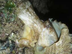 Image of West Indian starsnail