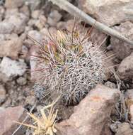 Image of Coryphantha clavata subsp. stipitata (Scheidw.) Dicht & A. Lüthy