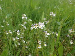 Imagem de Euphrasia officinalis L.