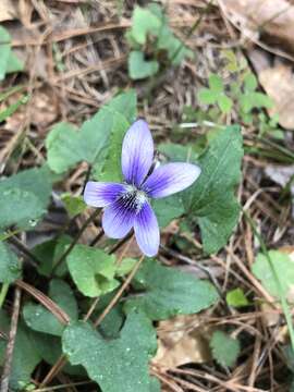 Viola triloba var. triloba的圖片