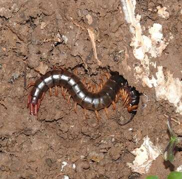 Image of Scolopendra hermosa Chamberlin 1941