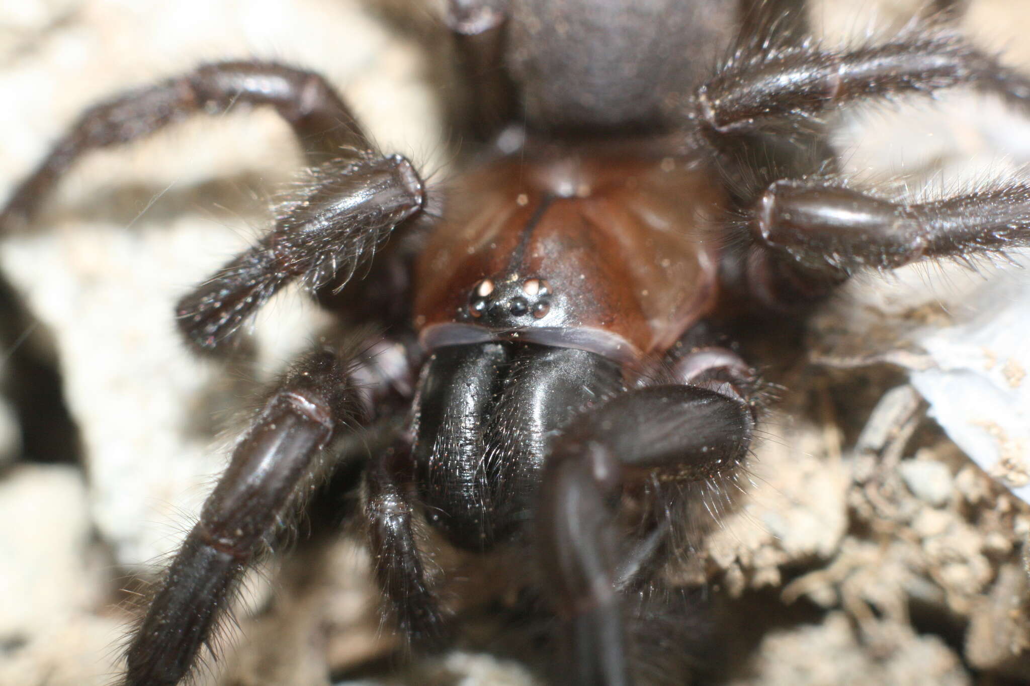 Image of Black tunnelweb