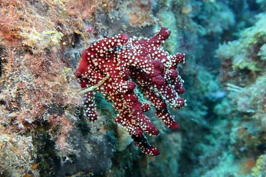 Imagem de Alcyonium acaule Marion 1878