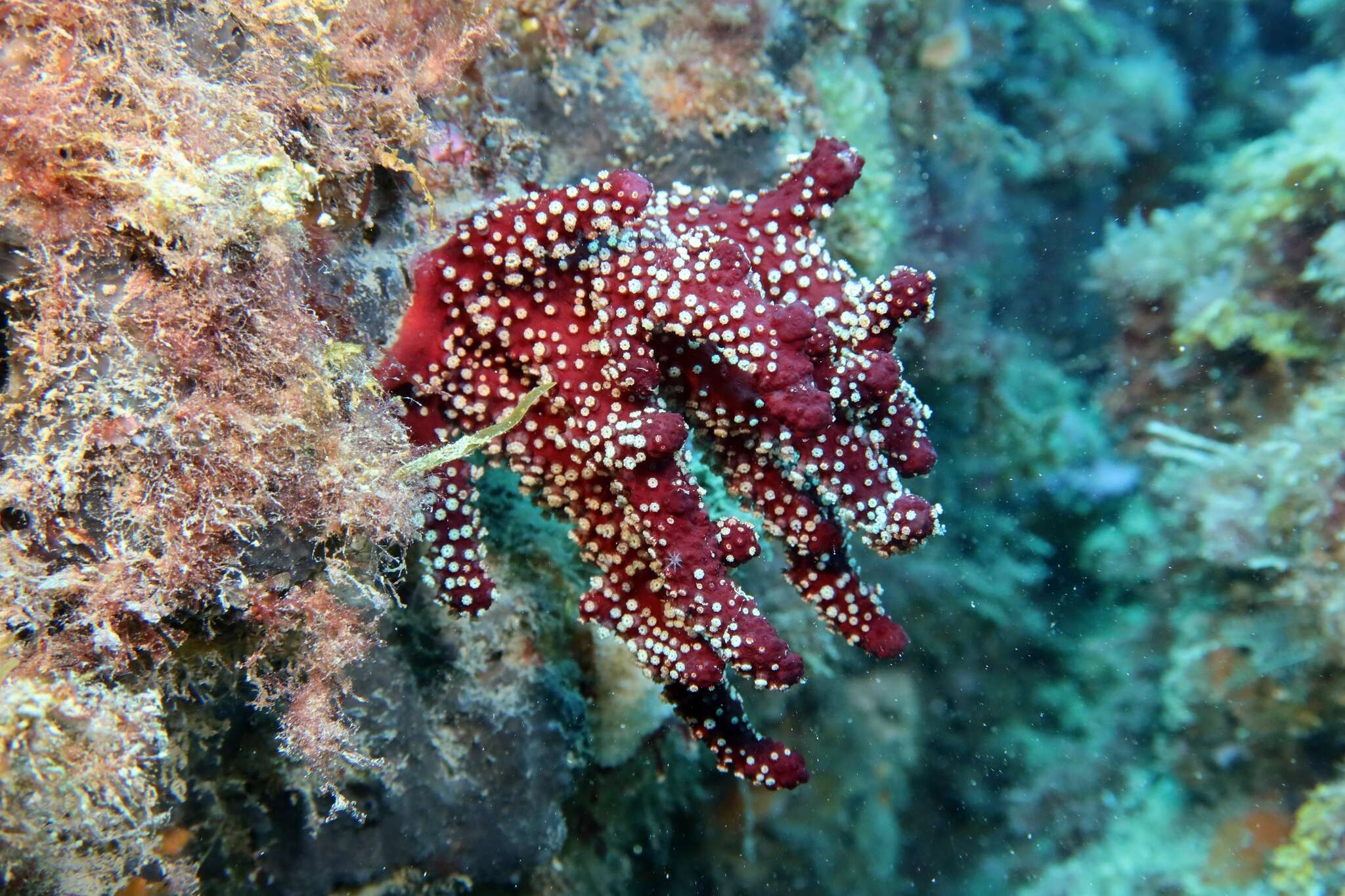 Imagem de Alcyonium acaule Marion 1878