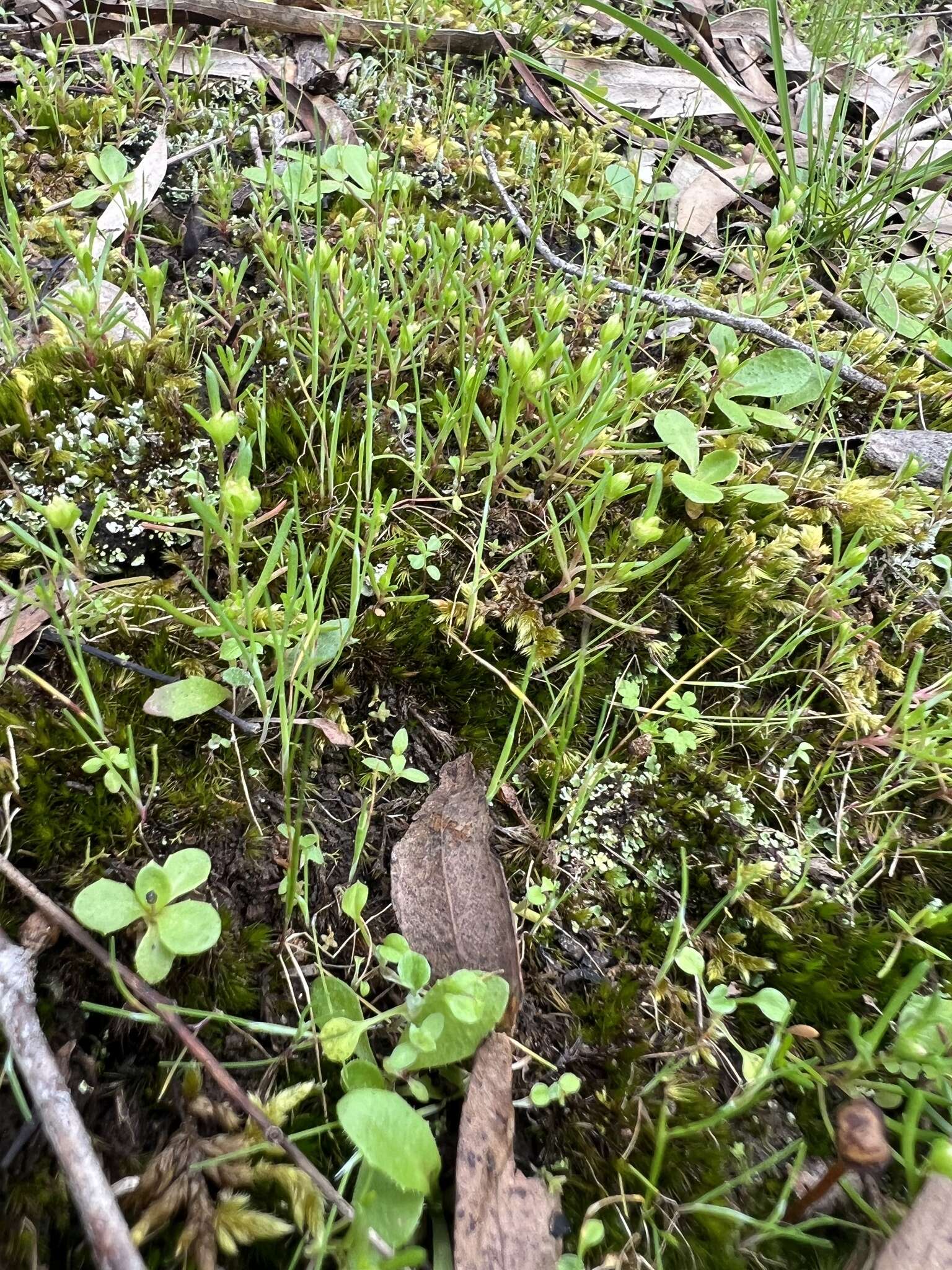 Image of Brachyscome perpusilla (Steetz) J. Black