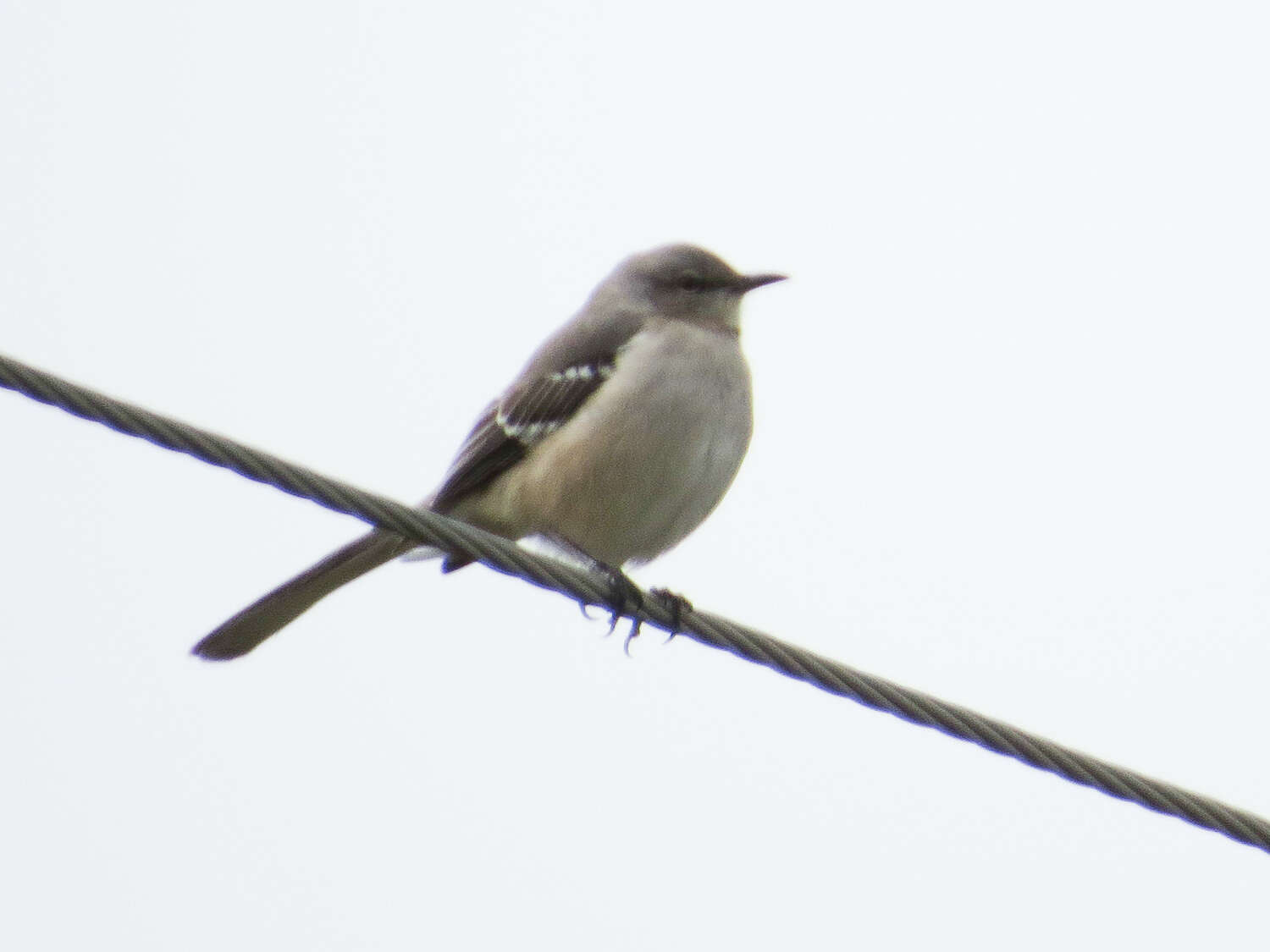 Image of Northern Mockingbird