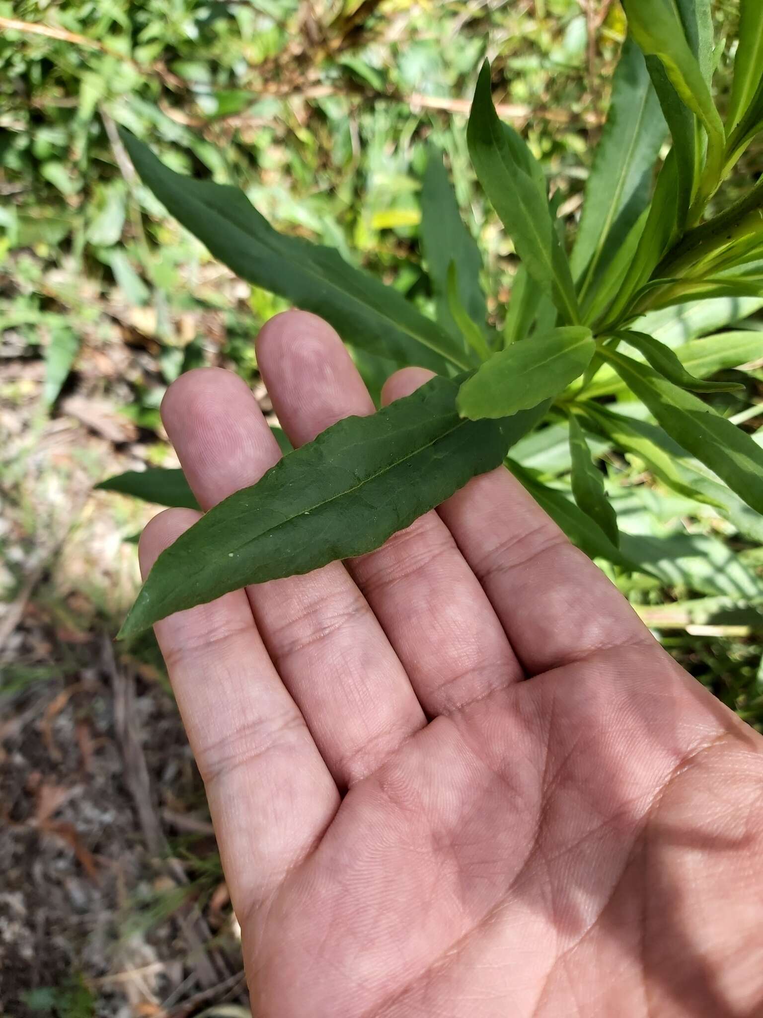 Plancia ëd Xerochrysum bracteatum (Vent.) Tzvelev