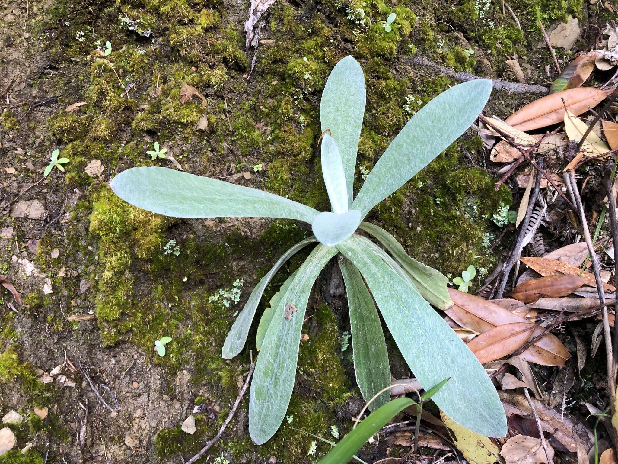 Plancia ëd Pseudognaphalium adnatum (DC.) Y. S. Chen