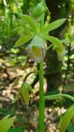 Image of Beyrich's hooded orchid