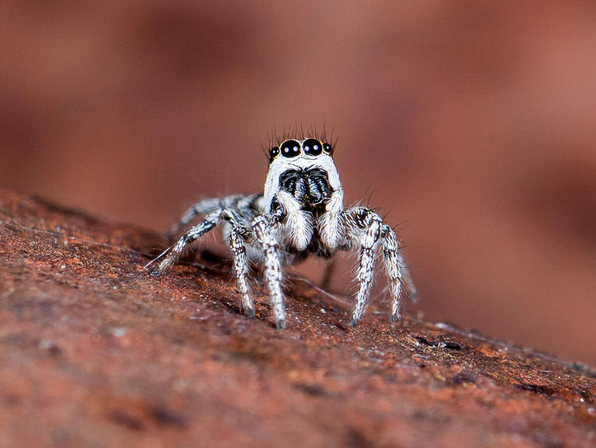 Image of Salticus tricinctus (C. L. Koch 1846)