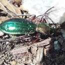 Image of Carabus (Chrysocarabus) auronitens escheri Palliardi 1825