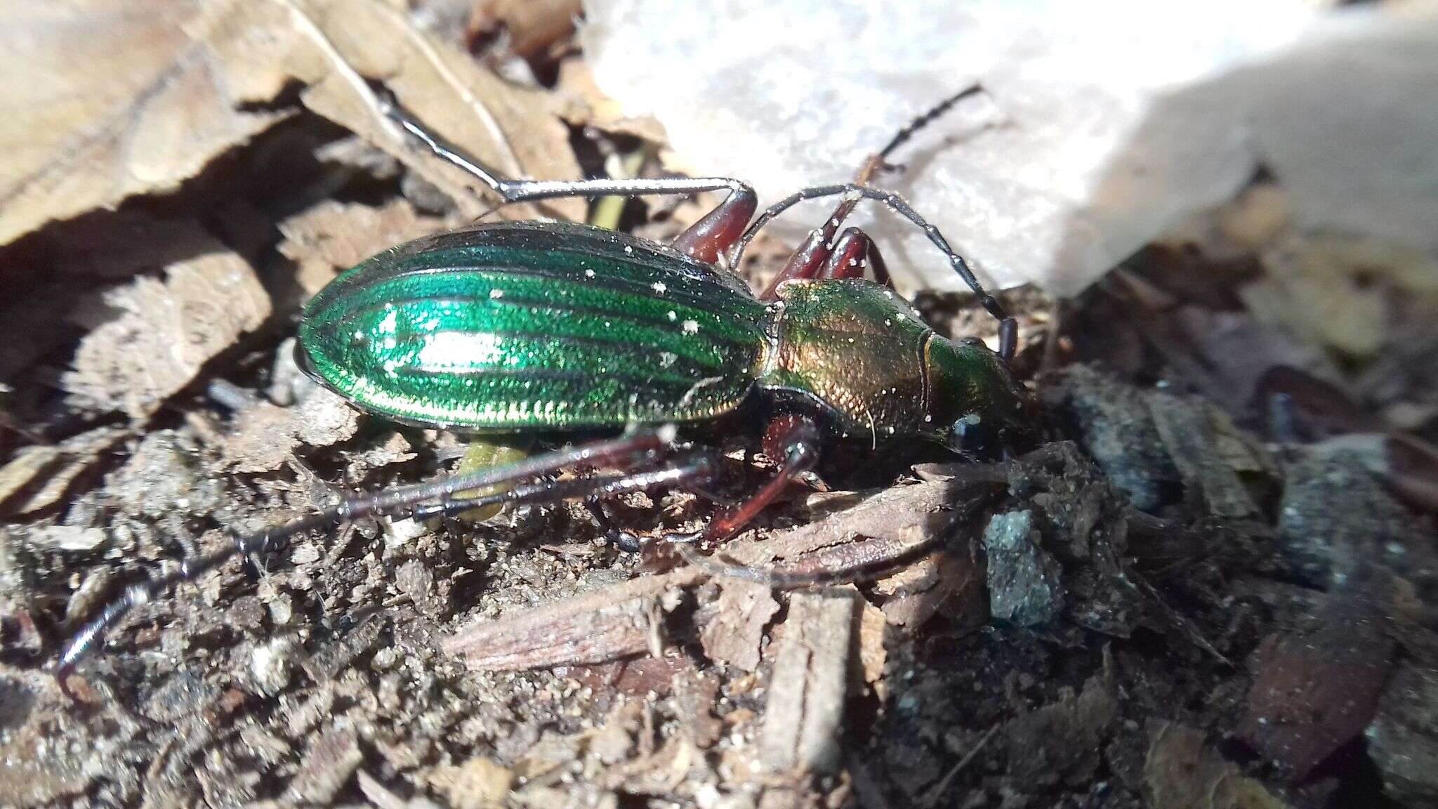 Carabus (Chrysocarabus) auronitens escheri Palliardi 1825 resmi