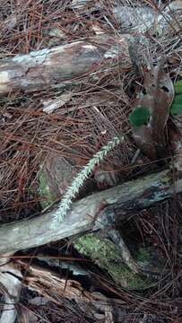 Image of Bulbophyllum multiflorum Ridl.