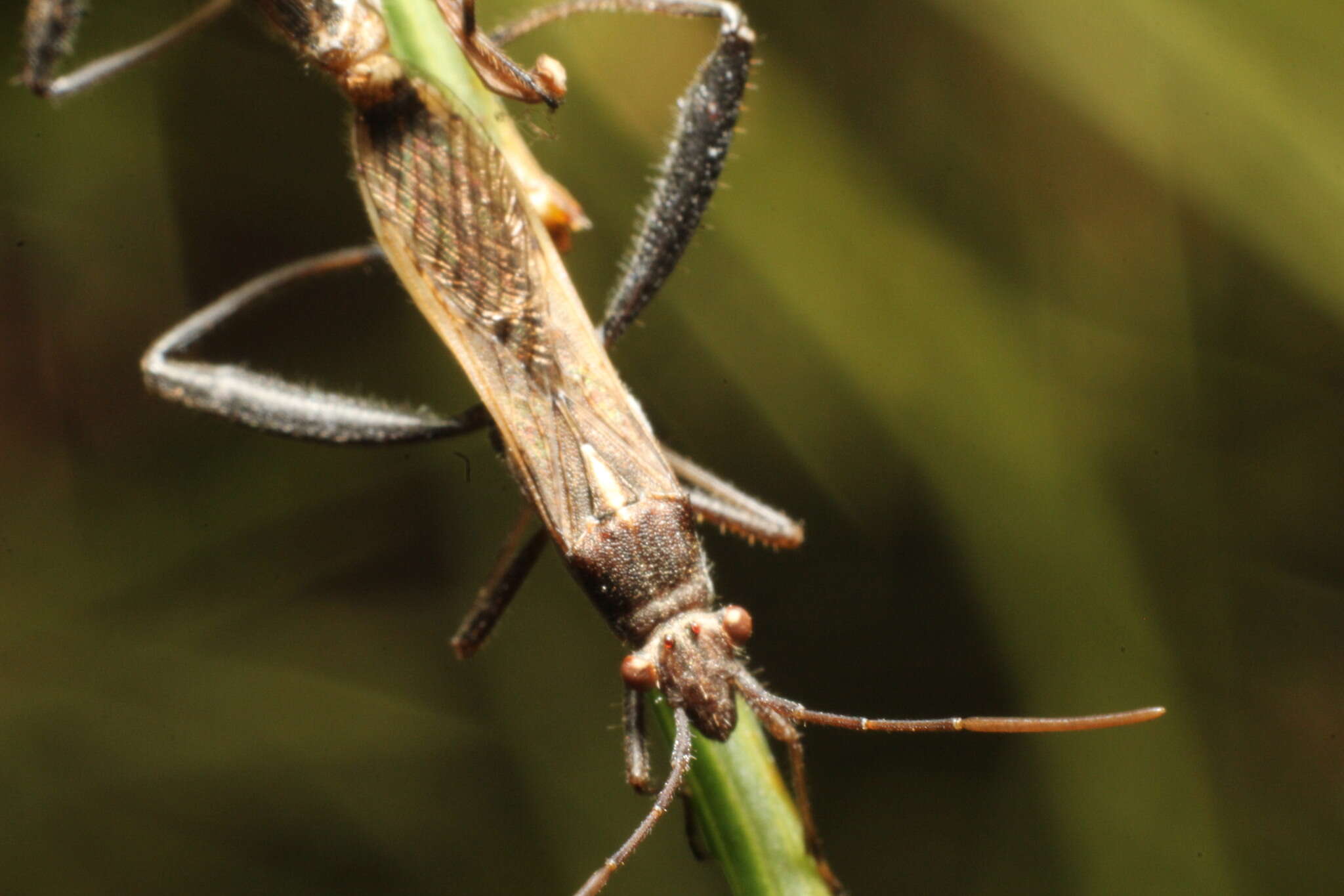 Image de Melanacanthus margineguttatus Distant 1911