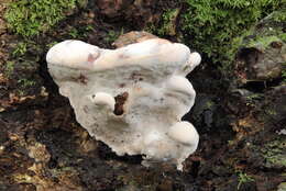 Plancia ëd Ganoderma brownii (Murrill) Gilb. 1962