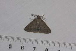 Sivun Chlenomorpha sciogramma Lower 1918 kuva