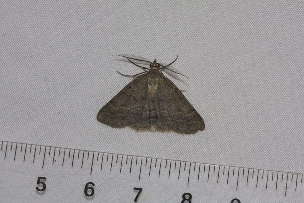 Sivun Chlenomorpha sciogramma Lower 1918 kuva