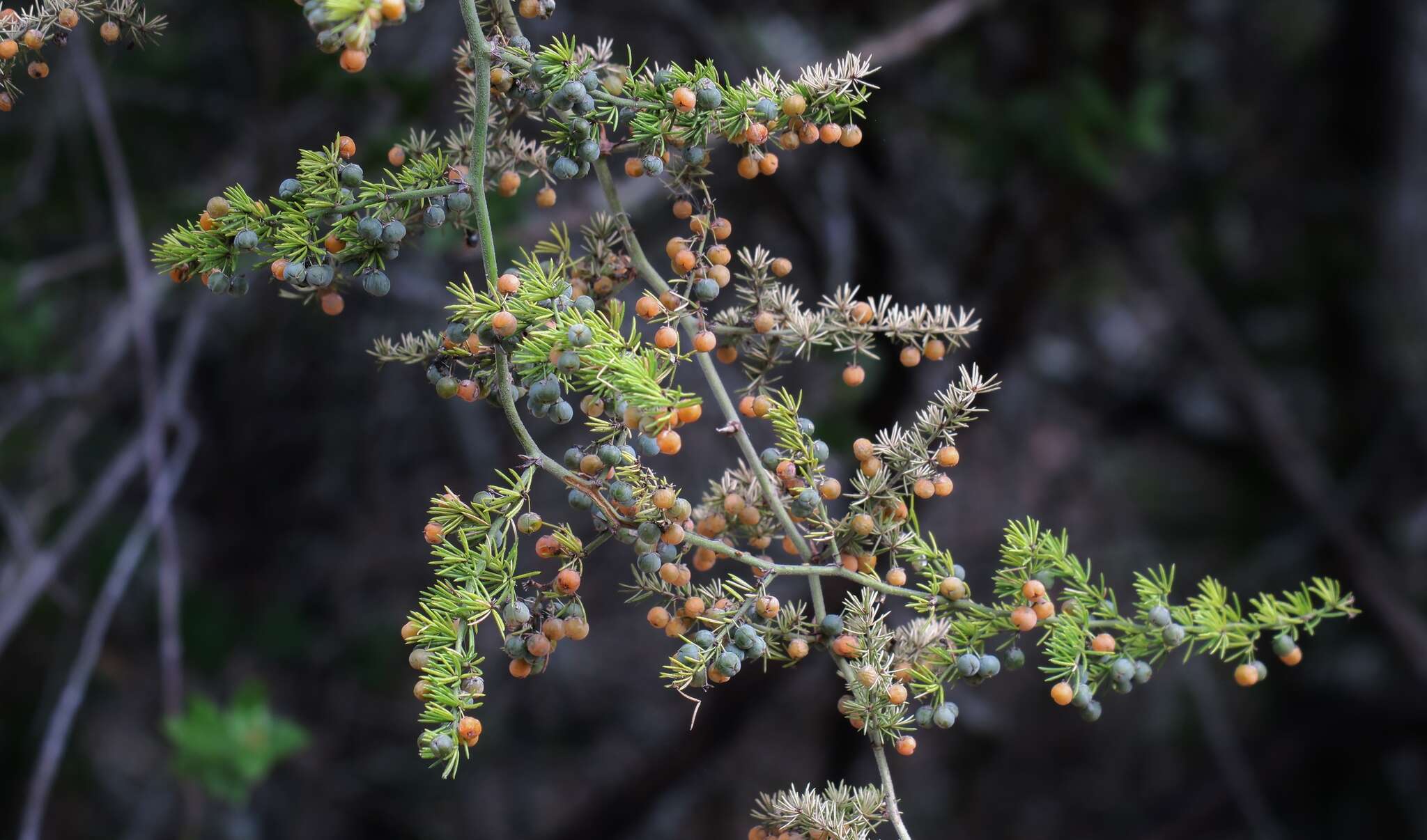 Image of African asparagus