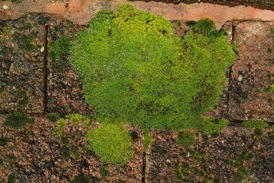 Image of Syntrichia montana Nees