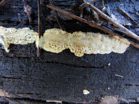 Image of Perenniporia tenuis (Schwein.) Ryvarden 1973