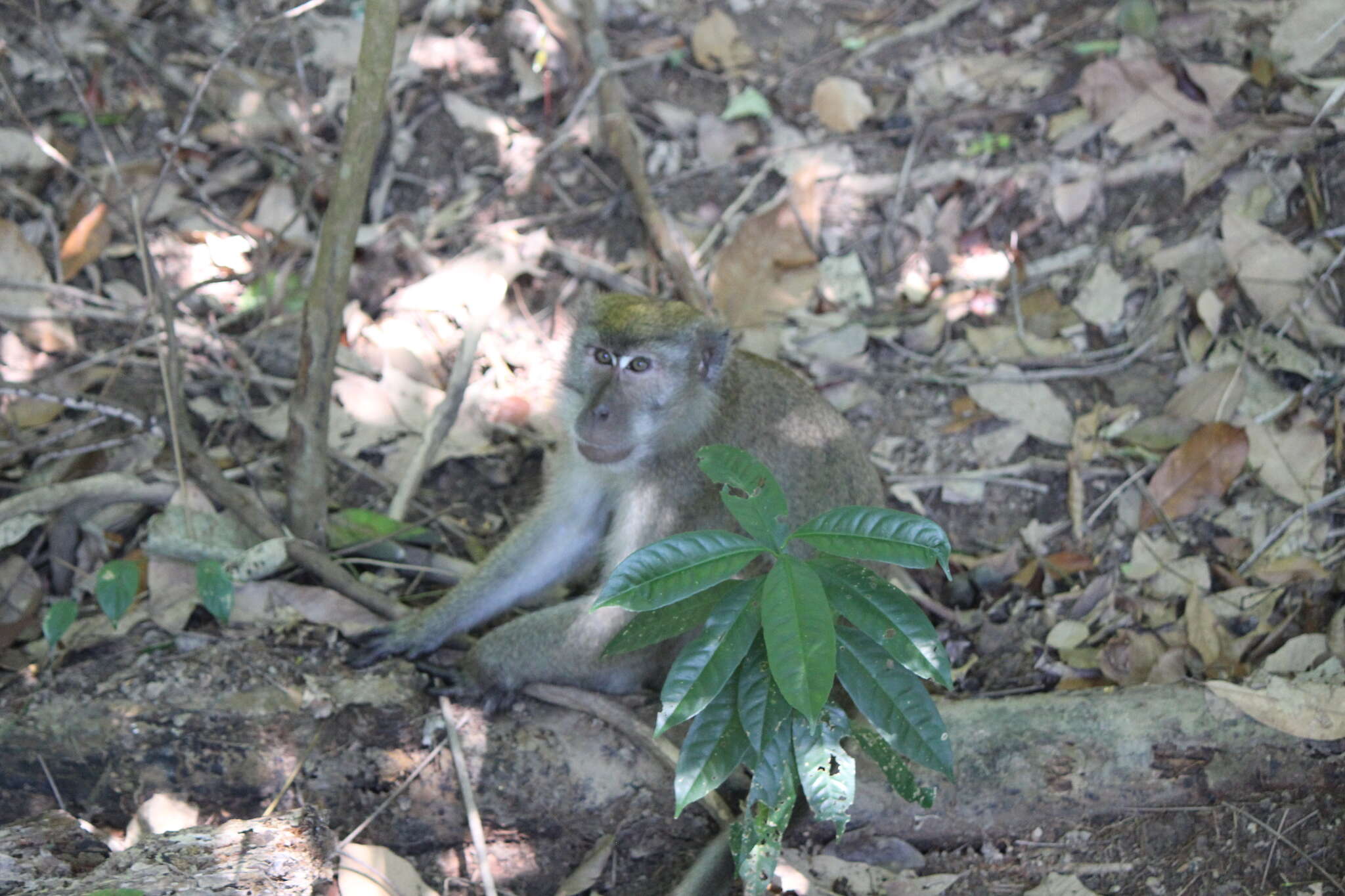 Macaca fascicularis fascicularis (Raffles 1821) resmi