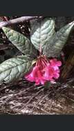 صورة Rhododendron rugosum Low ex Hook. fil.