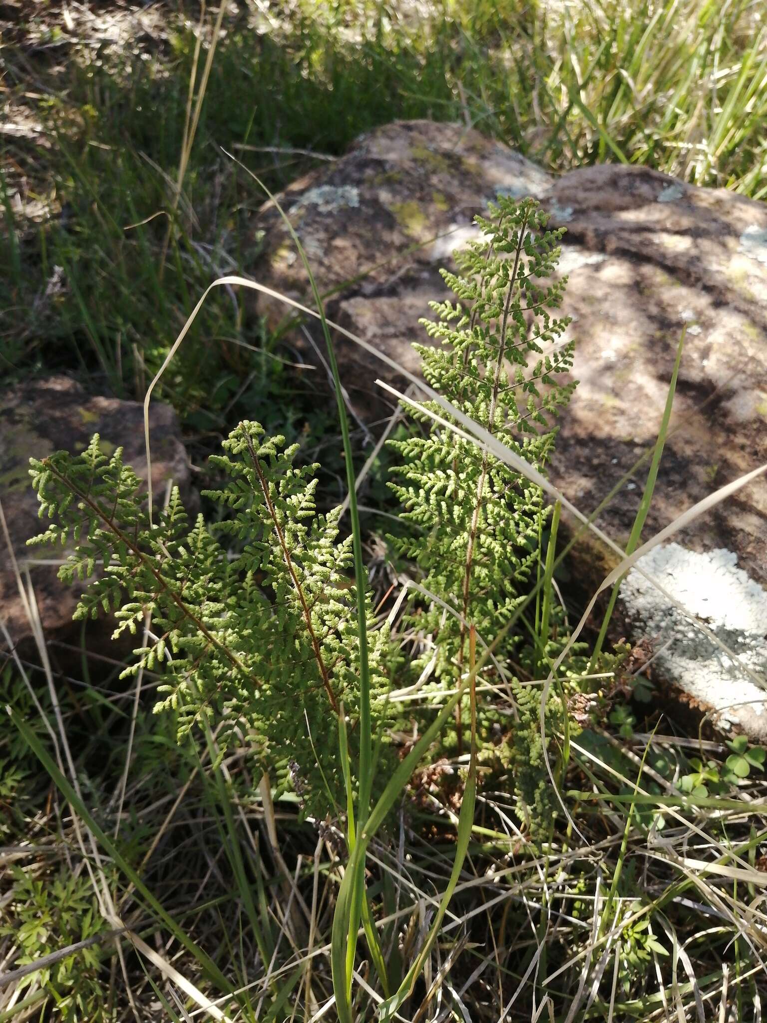 Image of Cheilanthes hirta Sw.