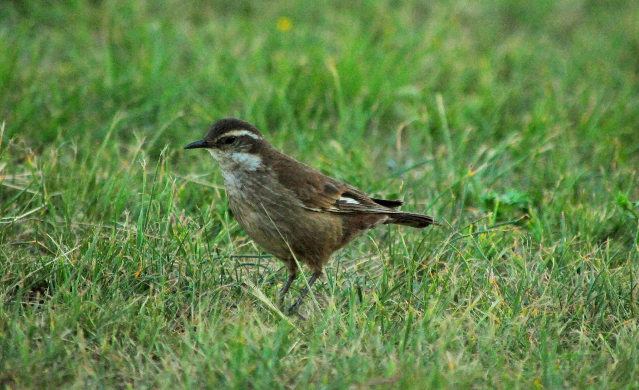 Image of Olrog's Cinclodes