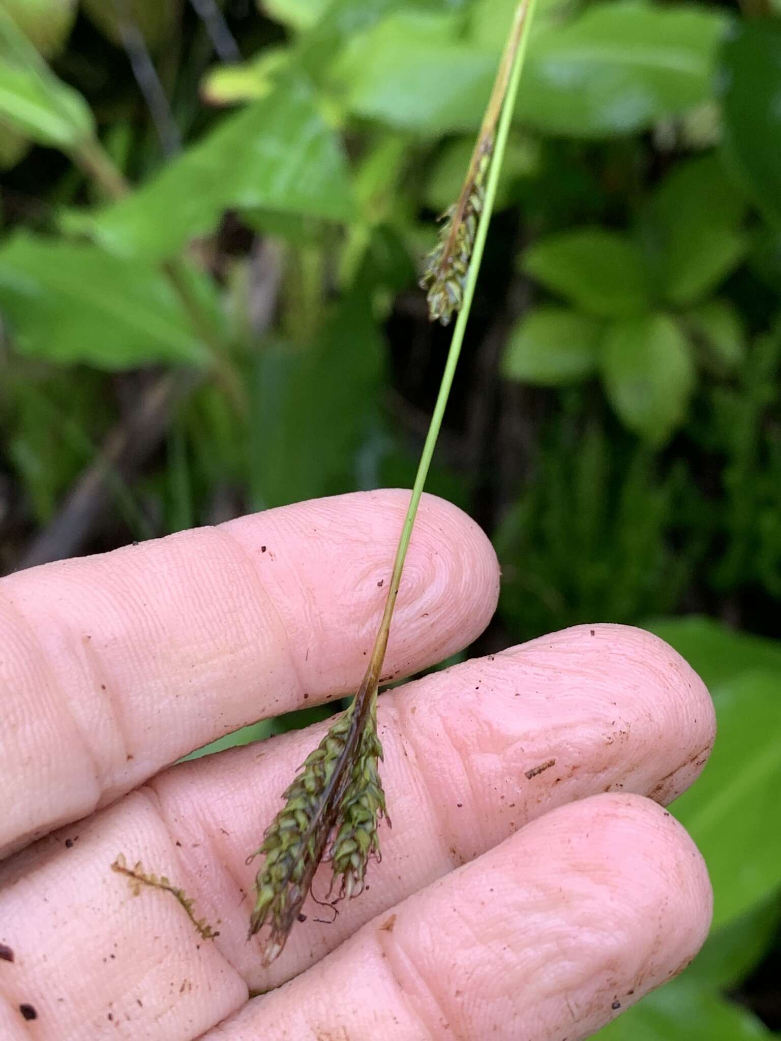 Слика од Carex vulcani Hochst. ex Seub.