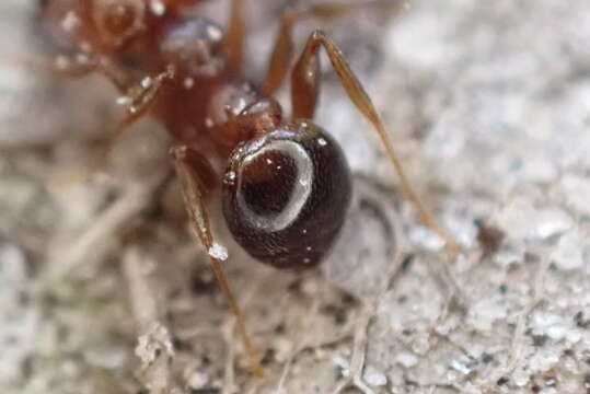 Pheidole crassicornis Emery 1895 resmi