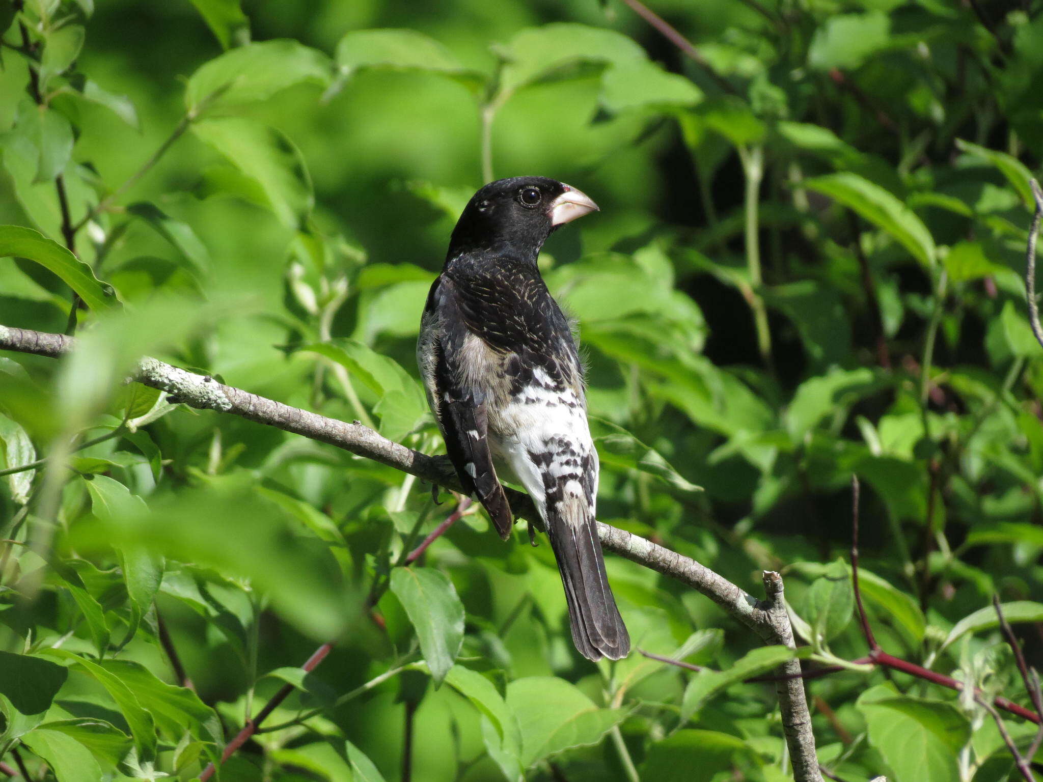 Image of Rose-breasted Grosbeak