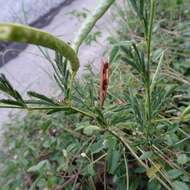 Desmanthus velutinus Scheele resmi