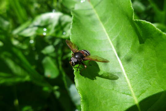 Image of Sericomyia lappona (Linnaeus 1758)