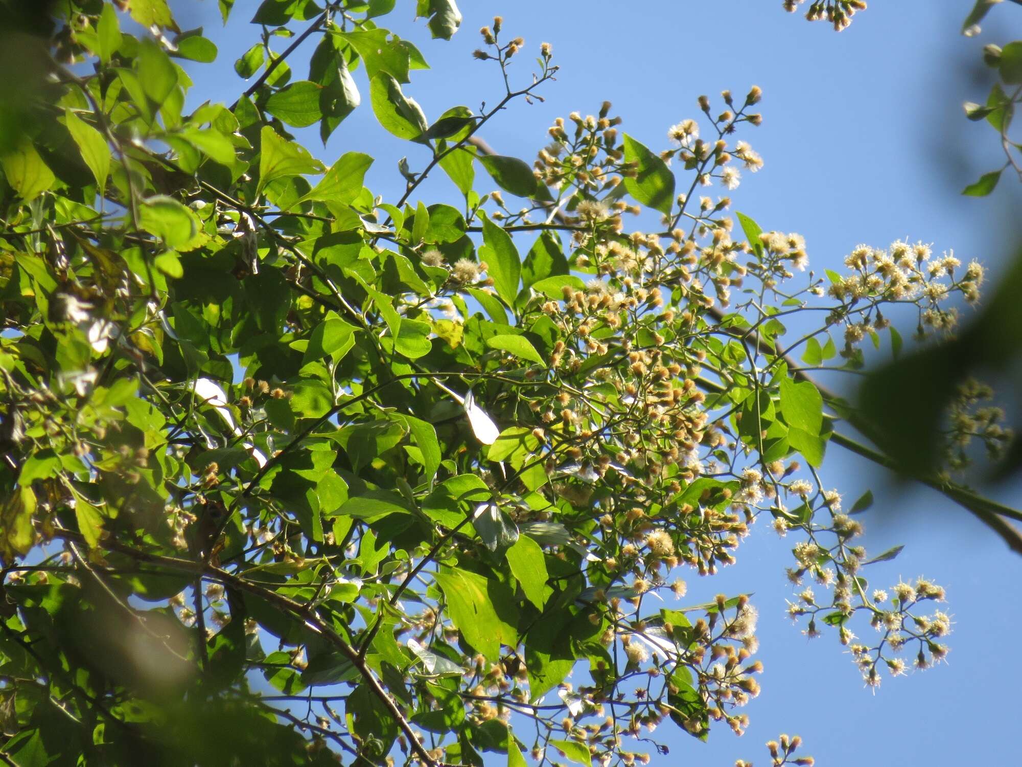 Image of Distephanus anisochaetoides (Sond.) H. Rob. & B. Kahn