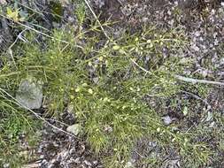 صورة Colletia hystrix Clos