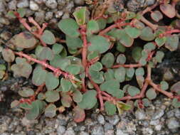 Image of Euphorbia makinoi Hayata