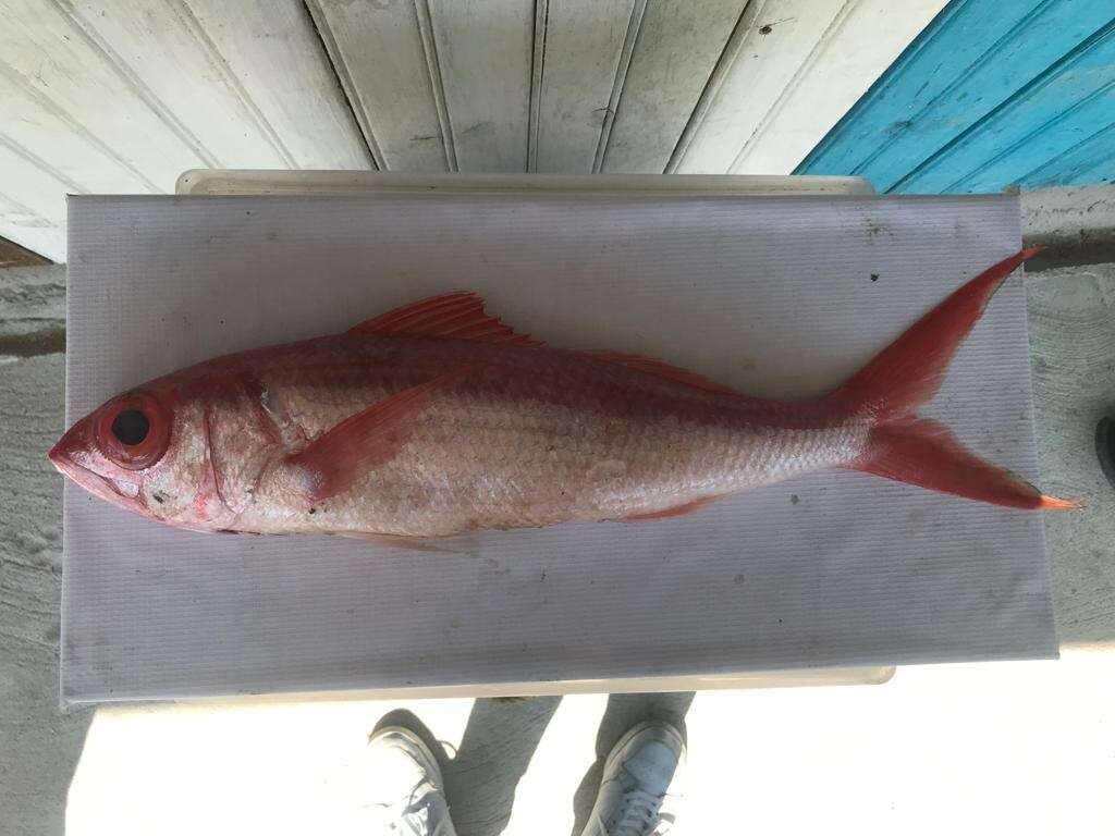 Image of Blear-eyed Snapper