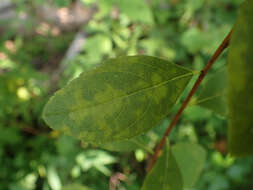 Imagem de Spiraea virginiana Britt.