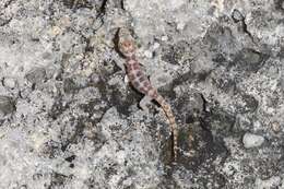 Image of San Lucan  Gecko