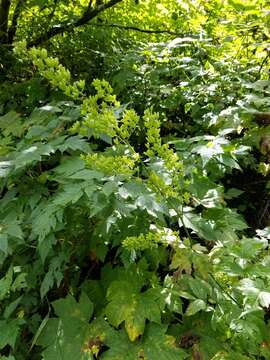 Image de Actaea laciniata (S. Wats.) J. Compton