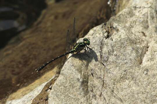 Image of Sinogomphus May 1935