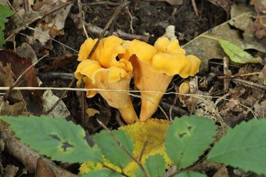 Image of Cantharellus lateritius (Berk.) Singer 1951