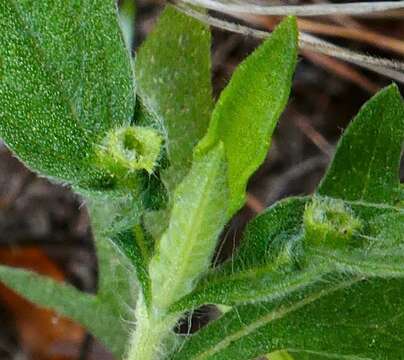 Image of Contarinia partheniicola (Cockerell 1900)