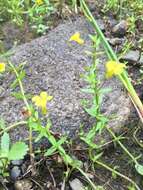 Image de Gratiola aurea Muhl.