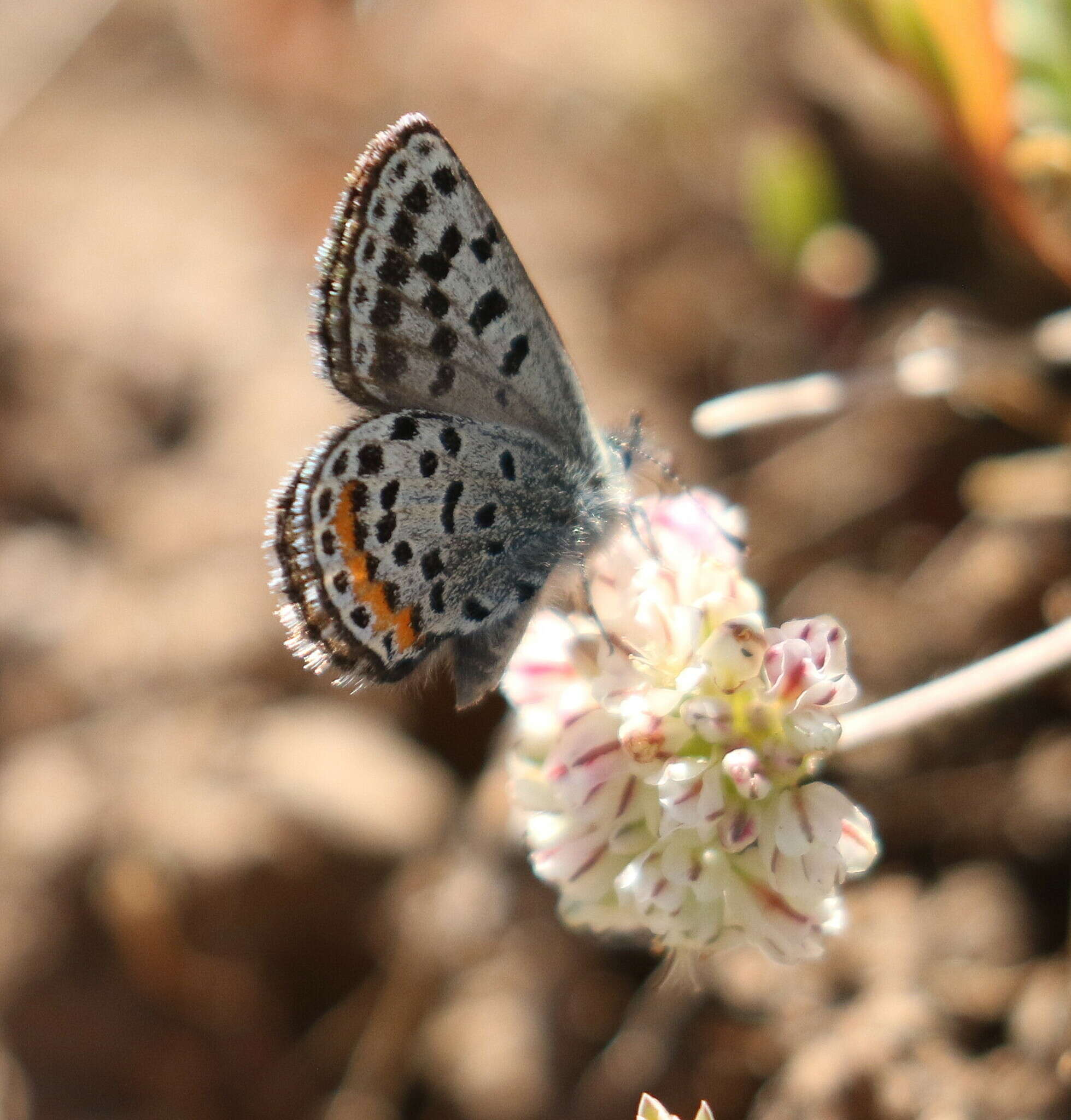 Image of <i>Euphilotes baueri</i>